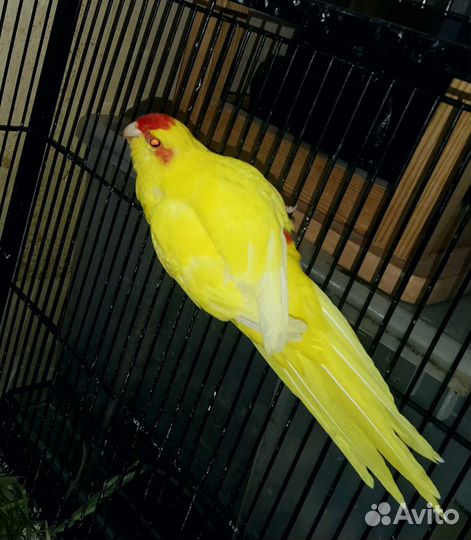 Новозеландский прыгающий попугай (какарик)