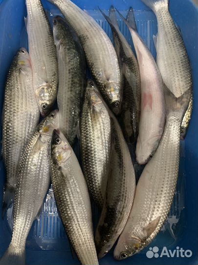 Морской червь в наличии в Геленджике