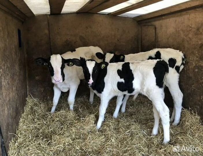 Бычки и телята