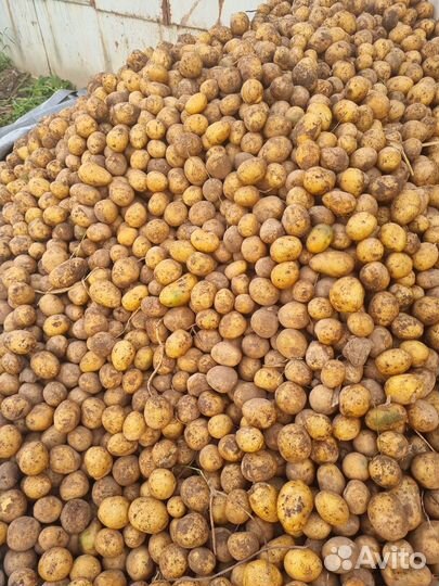 Картофель на корм животным