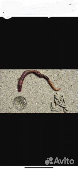 Морской червь