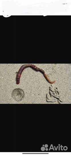 Морской червь