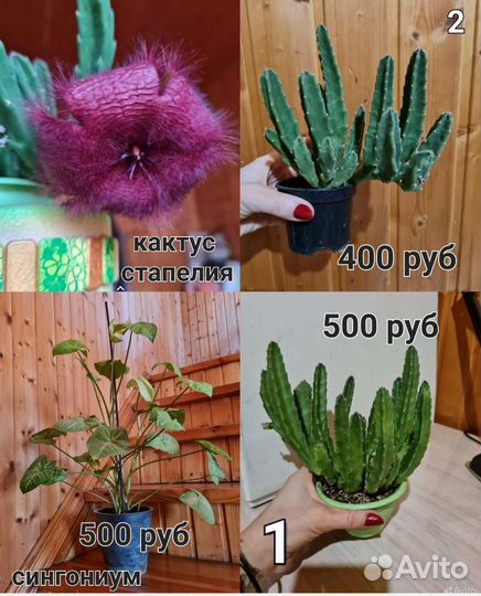 Комнатные цветы