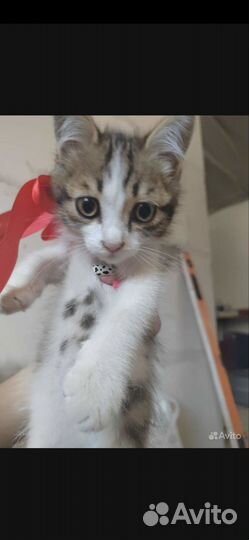 Кошка в дар