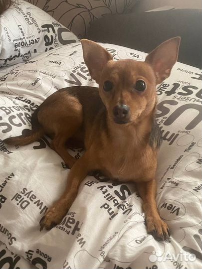 Вязка той-терьер