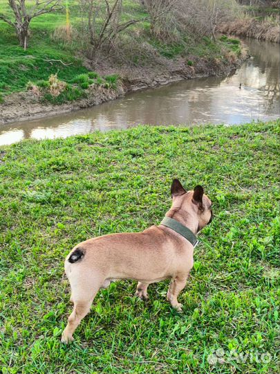 Французский бульдог