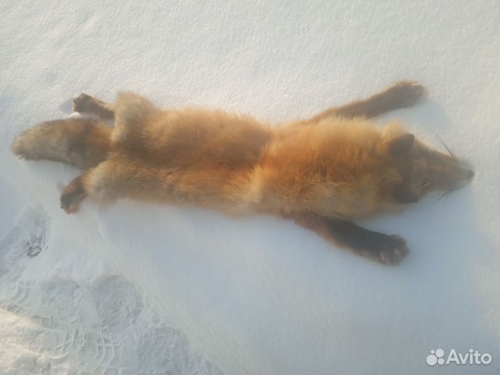 Шкура лисы на воротник