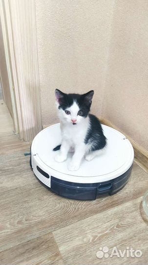 Возьми котов без понтов