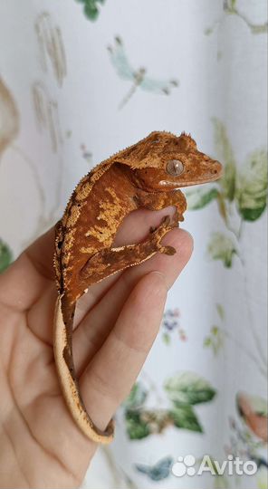 Реснитчатые бананоеды