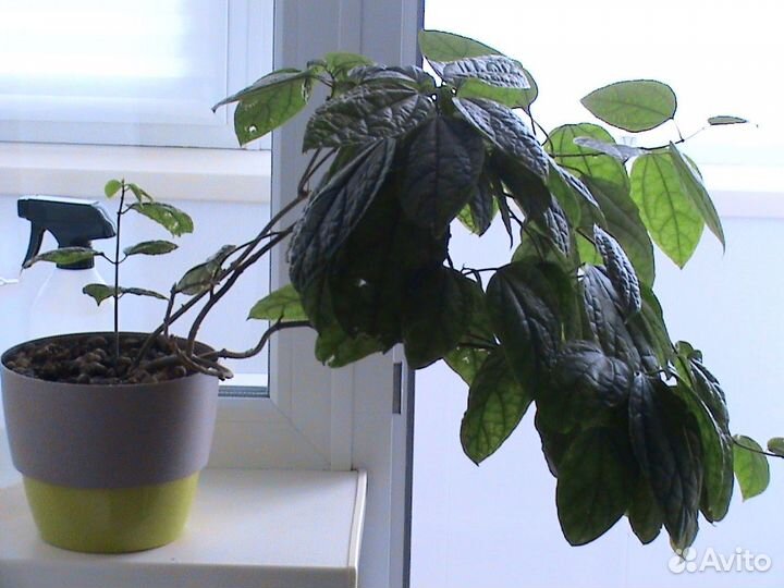 Домашние растения