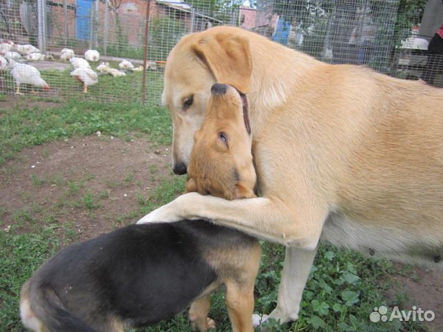 Продам щенят русская гончая