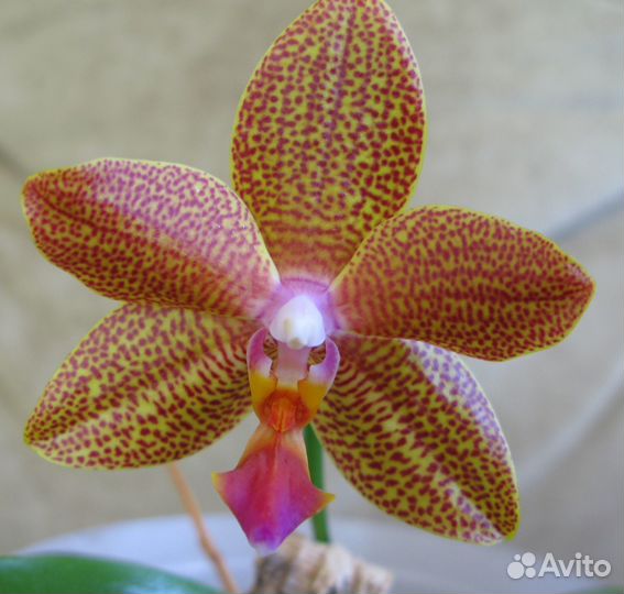Орхидея
