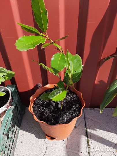 Лавровый лист деревце и семена лавра Благородного