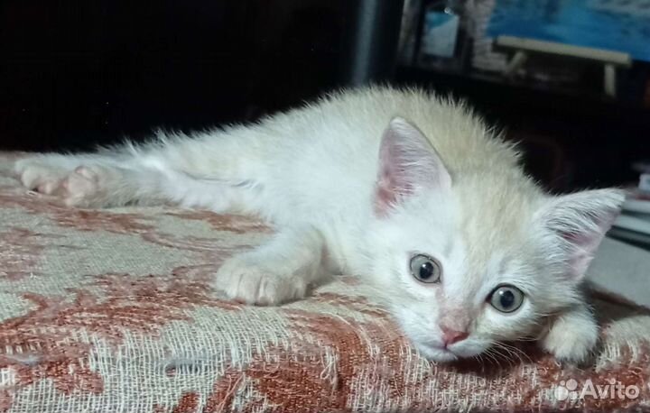 Котик домашний