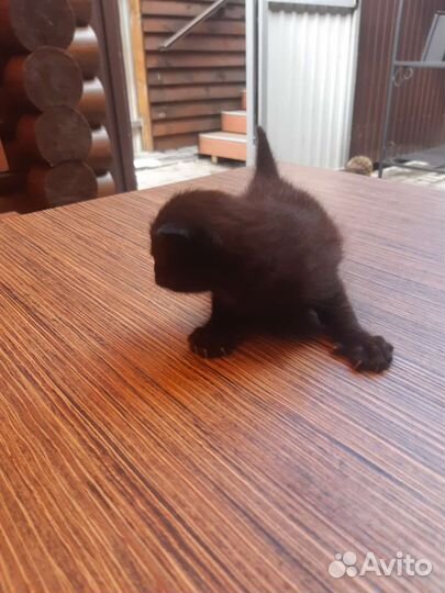 Котята в добрые руки бесплатно