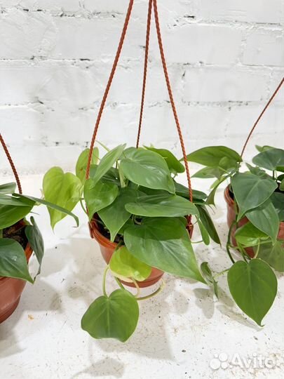 Филодендрон сканденс