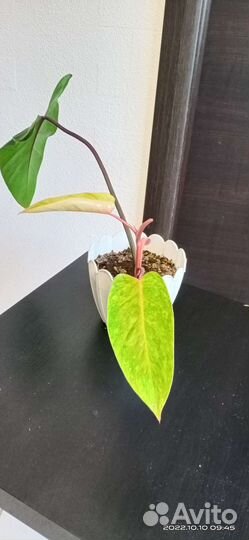 Филодендрон Пейнтед Леди