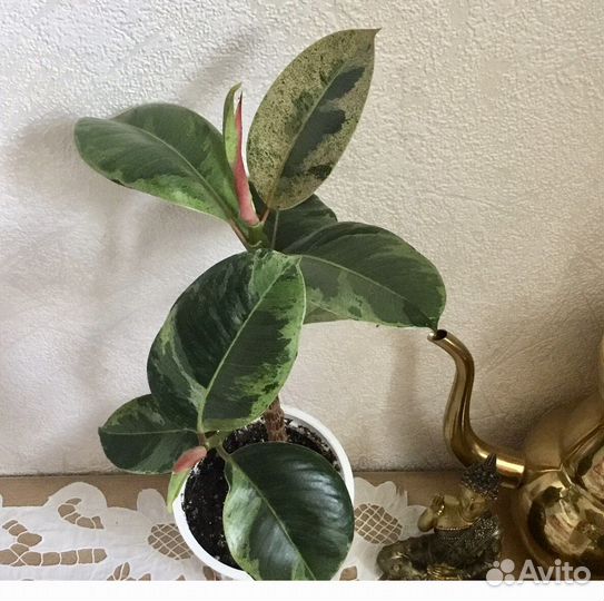 Растения вариегатные