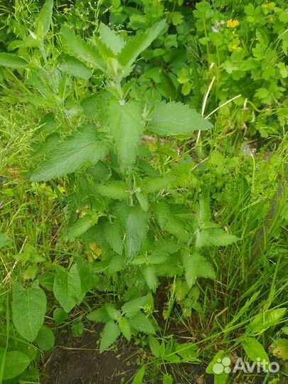 Мелисса,тархун,шнитт лук,ромашка,ирис