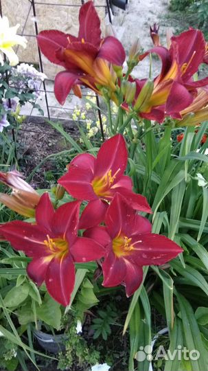 Саженцы многолетников для сада