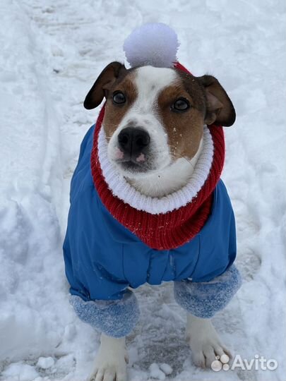 Вязка собак джек рассел