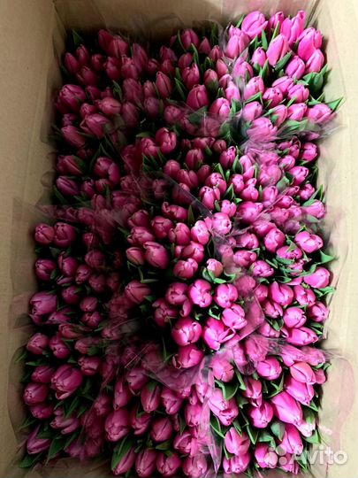 Свежие Краснодарские тюльпаны опт