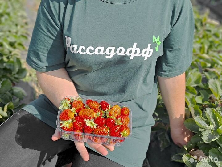 Рассада клубники. От 128 шт