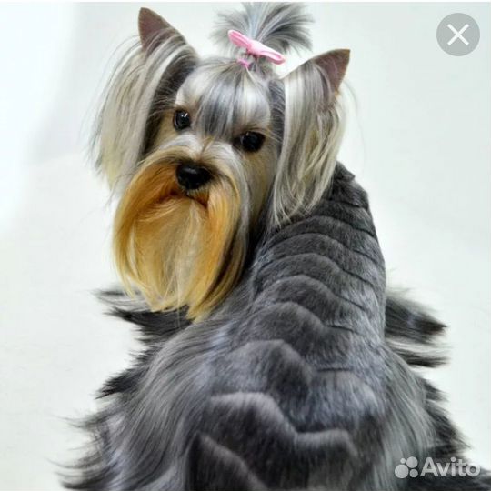 Груминг,стрижка собак