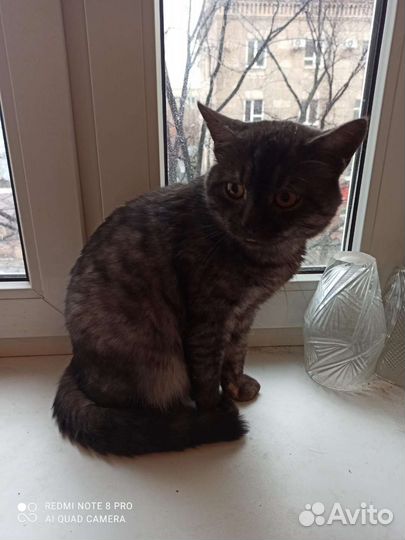 Кот