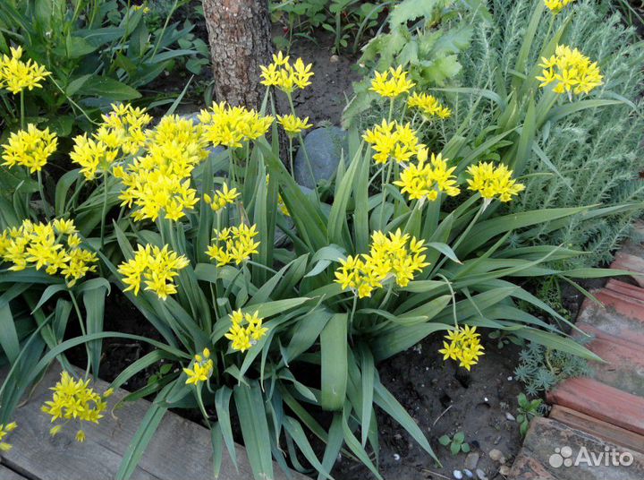 Лук Молли, книфофия, жимолость, очитки