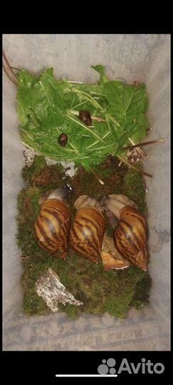 Ахатина тигр стандарт