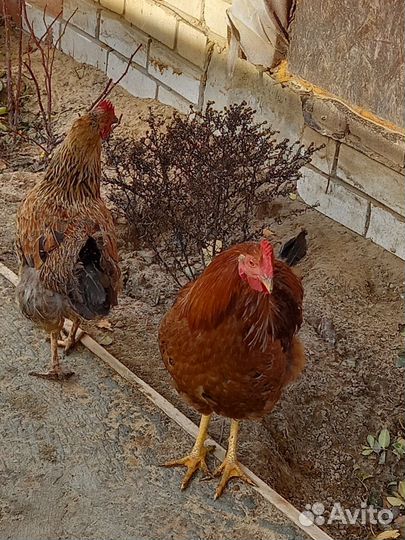 Молодые петухи