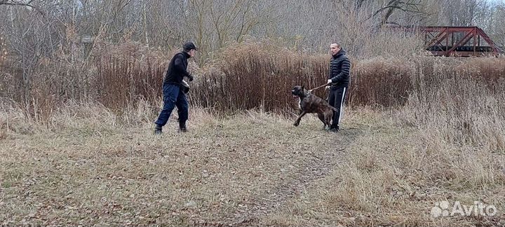 Дрессировка собак/кинолог/фигурант