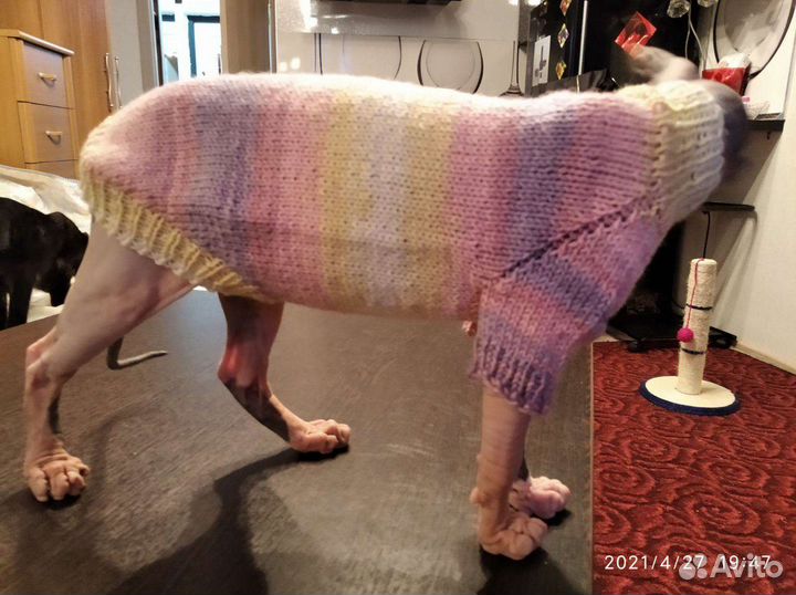 Одежда для животных