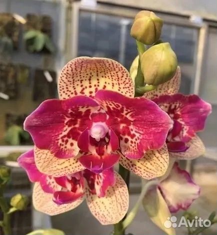 GW843 Phal. Liolin Sparrow Cat stem prop