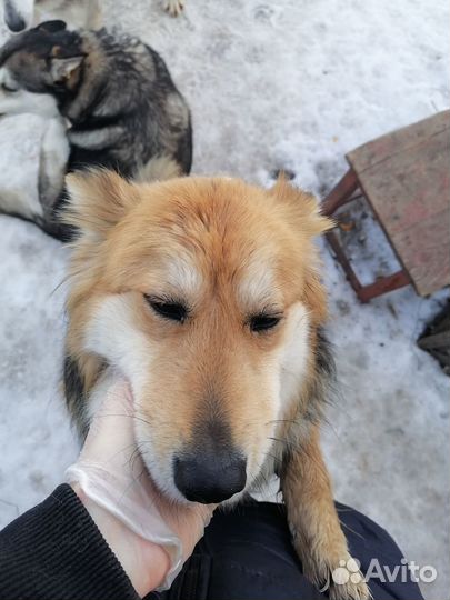Мне нужен хозяин