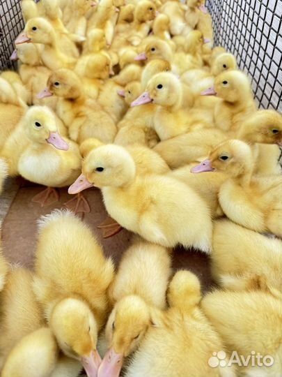 Утята Гусята подрощенные и суточные