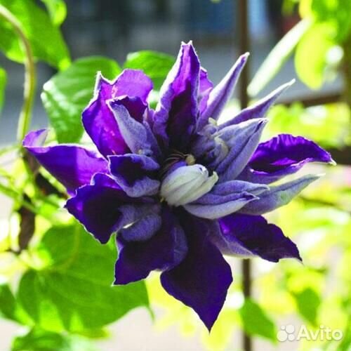 Саженцы клематиса