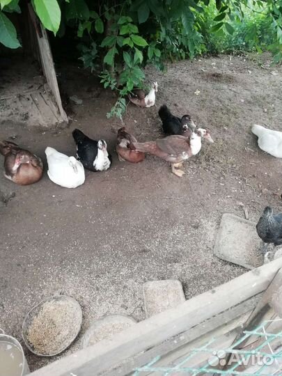 Индоутки молодые