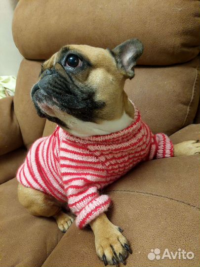 Свитер для французского бульдога