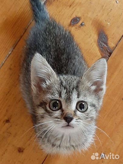 Котята-девочка и мальчик в добрые ручки