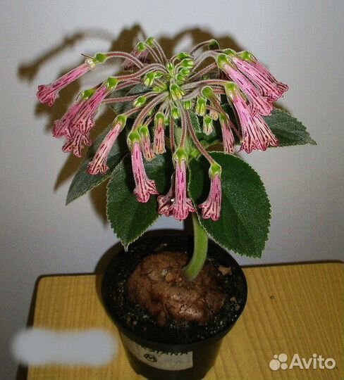 Коллекционные синнингии (Sinningia) -виды, гибриды