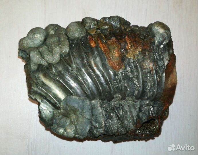 Фрагмент Аммонита в пирите