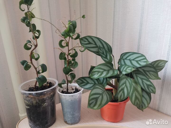 Фикус, калатея