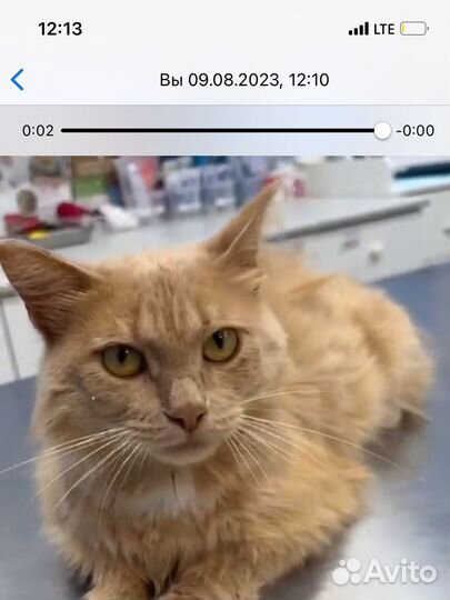 Рыжий котик хатико в добрые руки