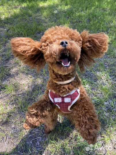 Вязка. Той пудель