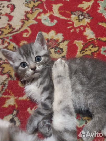 Британские котята