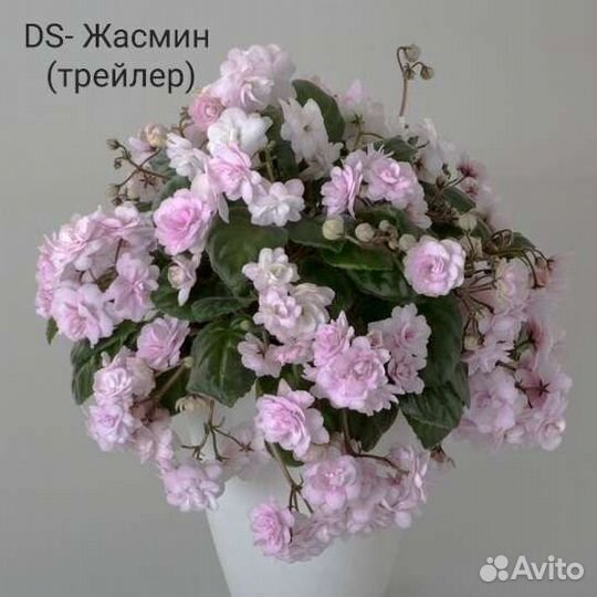 Детки сортовых фиалок