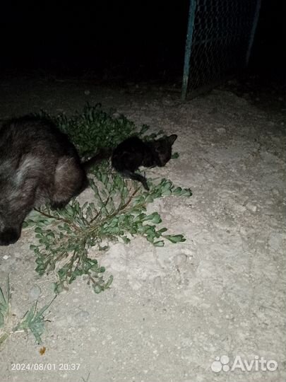 Котики бесплатно в добрые руки