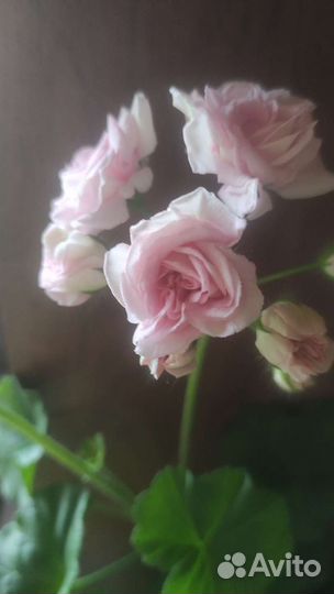 Пеларгония Millfield Rose